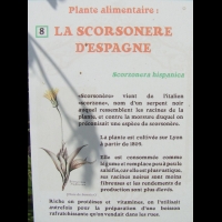 Scorzonera hispanica - Scorsonere d'Espagne